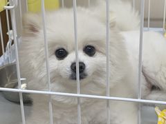 -多卡布奇宠物生活馆(上林世家店)