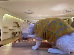 -猫腻·猫咖·撸猫馆(星光大道店)