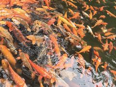 -千岛湖东南湖区