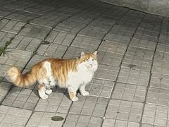 -尚庄度假村·庭台树下·户外烧烤·团建CS·轰趴营地(上庄水库店)