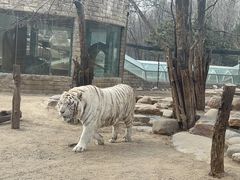 -北京野生动物园