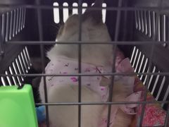 -纳吉亚猫专科动物诊疗中心(蒋宅口分院)