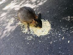 -费瑟代尔野生动物园