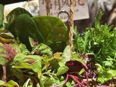 芸山蔬菜拼-芸山季·云南山珍菌火锅(人民广场来福士店)