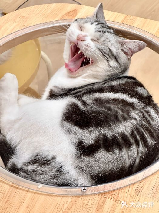 有喵·猫咖·狗咖·40+猫狗有小奶狗(岗厦店)图片