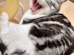 -有喵·猫咖·狗咖·40+猫狗有小奶狗(岗厦店)