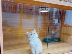 -猫十亿·布偶金渐层·曼基康矮脚猫舍(青年路店)