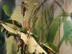 -上海大自然野生昆虫馆(东方明珠·爬宠昆虫探索中心)