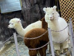 -上海大自然野生昆虫馆(东方明珠·爬宠昆虫探索中心)