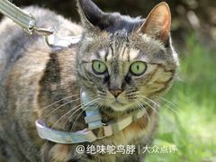 -金鸡湖景区
