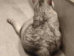 -猫儿山۰猫主题餐厅