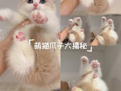 -lincat·猫舍(广州店)