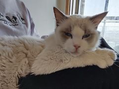 -猫在这儿猫咪咖啡馆·撸猫馆