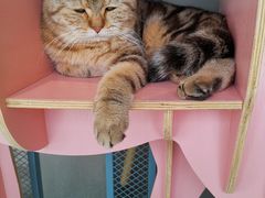 -喵屿·大理花园猫咖