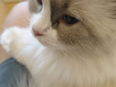 -有喵·猫咖·狗咖·30几只猫10只小狗(岗厦店)