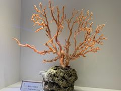 -绮丽珊瑚博物馆(台东店)