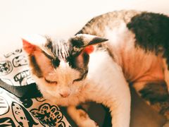-瞄一喵猫咖(格力海岸店)