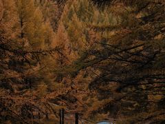 -苏木山森林公园