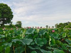 -滆湖低碳生态公园