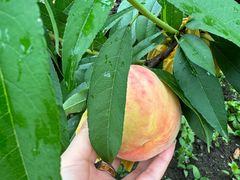 -南汇新场正宗水蜜桃采摘