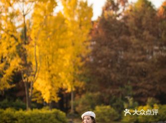 上海这片像身处国外公园的银杏林，竟如此的美