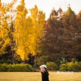 上海这片像身处国外公园的银杏林，竟如此的美🍂