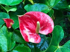 -墨尔本皇家植物园