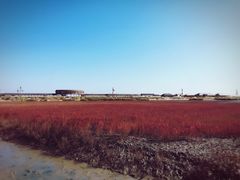 -红海滩国家风景廊道