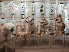 -柴迷FANS CLUB·柴犬狗咖·猫咖