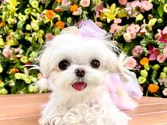 -萌宠之家·腊肠犬·马尔泰·小体犬舍