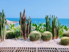 -广东惠东海龟国家级自然保护区