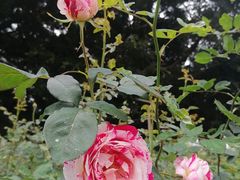 -人民公园(罗湖区)