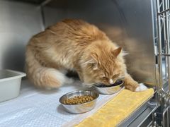 -美联众合动物医院(·中兽医·疑难杂症·严家桥分院)