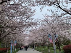 -高东镇樱花园