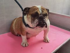 -宠福鑫康馨动物医院·骨科·眼科