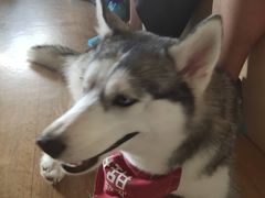 -Husky Go! 哈士奇体验馆·宠物咖啡厅狗咖