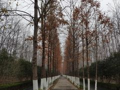 -合肥滨湖国家森林公园