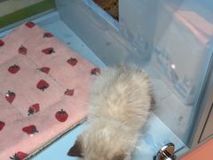 -FAELING PETS美天灵宠物(合生汇店)