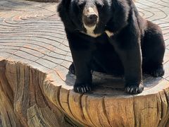 -昆明动物园