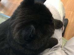 -MOYOYO猫咪咖啡店