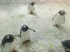 -大连圣亚海洋世界