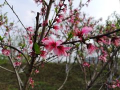 -白塔湖国家湿地公园