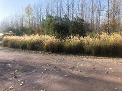 -合肥滨湖国家森林公园