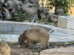 -合肥野生动物园