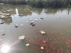 -前关湿地公园