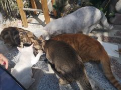 -喵屿·大理花园猫咖