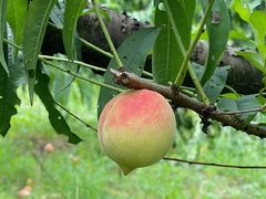 -南汇水蜜桃采摘(大团店)