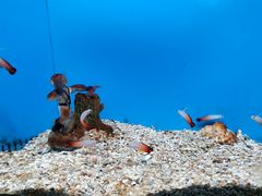 -北戴河圣蓝海洋公园