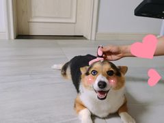 -宠爱国际动物医院· 猫科· 外科·中兽医(长白店)