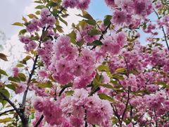 -长白岛森林公园